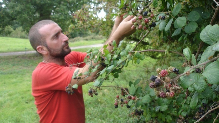 foraging